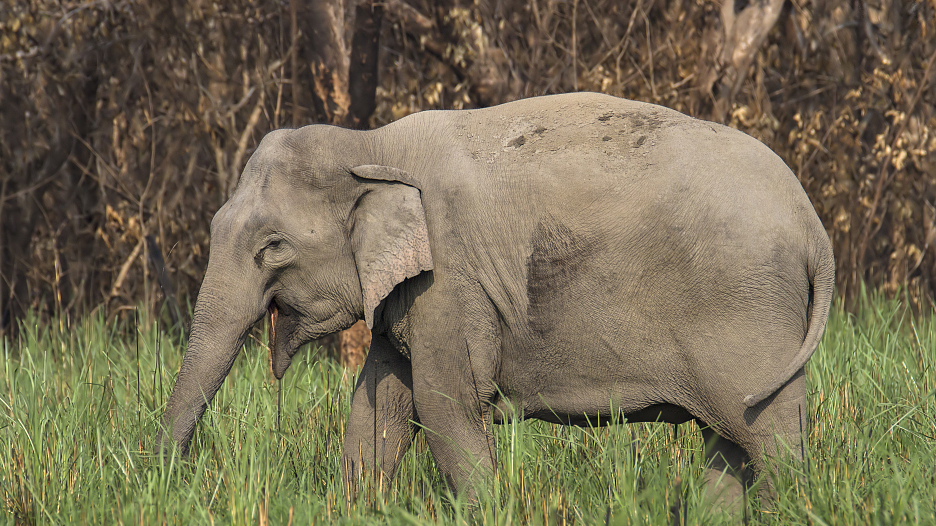 cites: wild african elephants not to be sent to global zoos