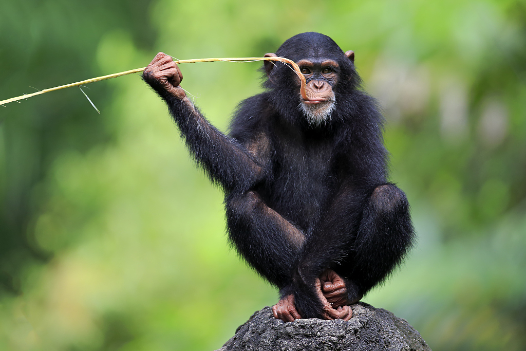 study finds chimpanzees more likely to share tools in complex