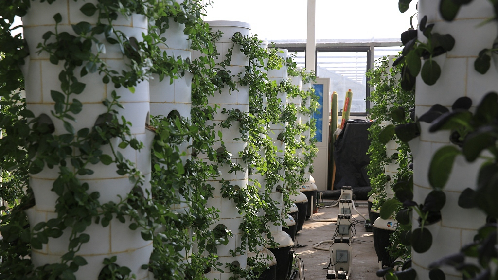 vertical farms: a new solution to food security in big cities