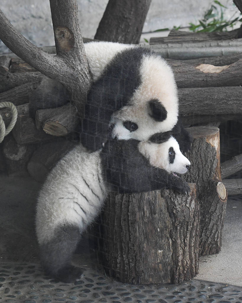 Celebrity twin pandas fitting in well in their new home_Lifestyle_Asia ...